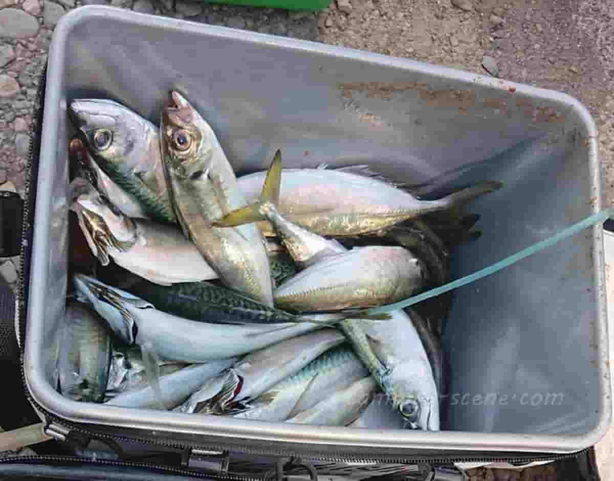 新潟県上越の堤防から狙えるデカいアジを釣る仕掛けを紹介